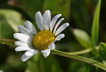 Fototapeta premium white chamomile with dew drops on a field in the grass