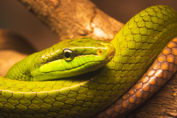 Snake found in Kuala Lumpur
