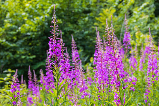 Flowering Fireweed flowers in the summer