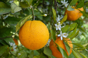 Orange reif an einem Zitronenbaum in Portugal