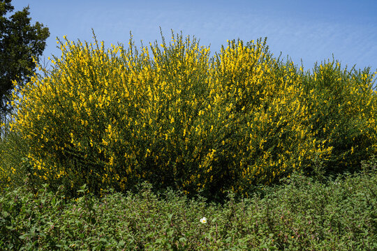 Ginsterbusch in der wilden Landschaft der Algarve