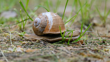 Little snail crawling on the ground through green grass, macro photography