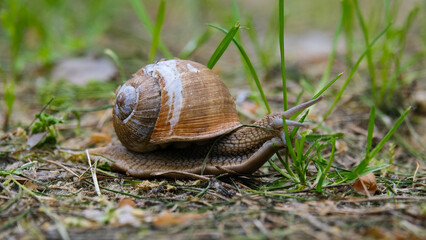 Little snail crawling on the ground through green grass, macro photography