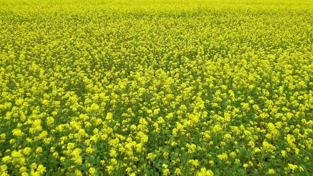 Agricultural field with flowering crops. Rapeseed season. Rapeseed oil. Aerial shot. A field with a yellow bloom. Drone view