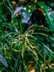 grass with dew drops