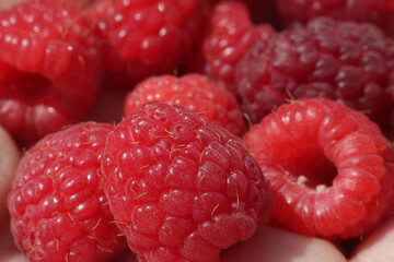 ripening raspberry in the summer garden