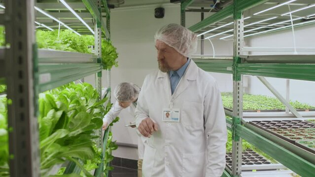 Medium full shot of male senior agriculturalist walking along stands with green plants checking leaves in laboratory