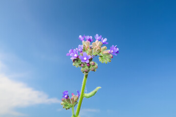 Common bugloss flowering flower plant herb nature natural detail close up
