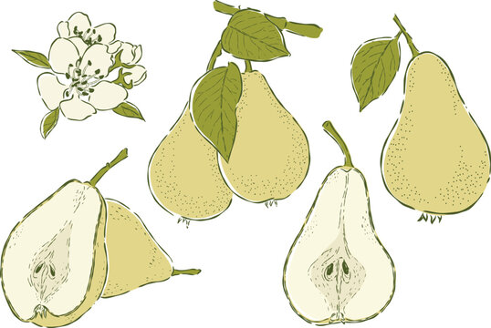 Pear fruit hand drawn  illustrations vector set