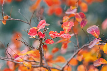 Mood photo of autumn yellow leaves in the city park