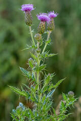 Cirsium arvense. Stem, leaves and flowers of creeping thistle.