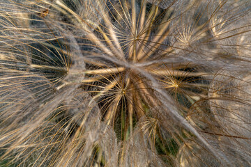 Close-up of the cypselae of the Tragopogon plant. Goatee beard.