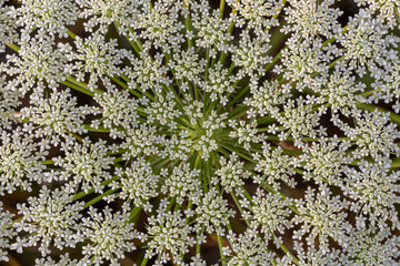 Daucus carota. White petaled flowers of wild carrot.