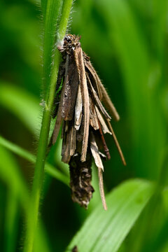 Bagworm moth // Sacktr&auml;ger (Psychidae) - Greece