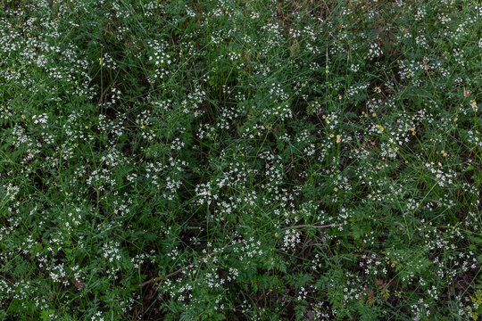 Torilis arvensis. Plants with white flowers of spreading hedge-parsley.