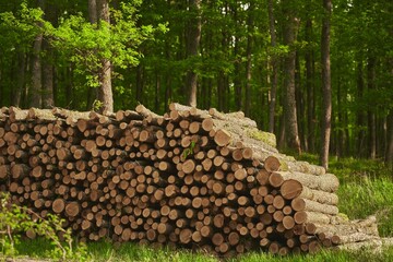 Deforestation is a threat to the environment and sustainability. The stumps of the cut-down trees. Damage caused by human activities