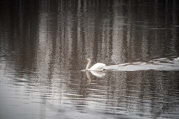 Fototapeta premium Portrait of a white swan floating on the surface of a pond in the morning sunshine near Ostrava