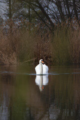 Portrait of a white swan floating on the surface of a pond in the morning sunshine near Ostrava