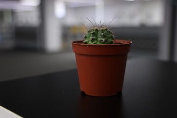 cactus in flowerpot