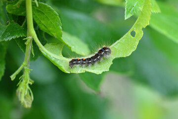Brown-tail Moth Euproctis chrysorrhoea Caterpillar on the eaten leaf of a tree in the orchard.