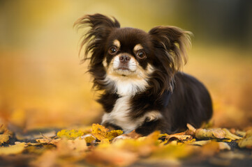 brown chihuahua dog lying down outdoors in autumn