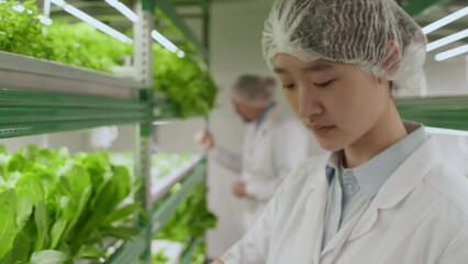 Focus shift from green salad on vertical stand to female Asian agricultural scientist checking plants in laboratory - Powered by Adobe
