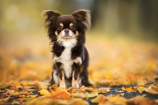 brown chihuahua dog posing outdoors in autumn