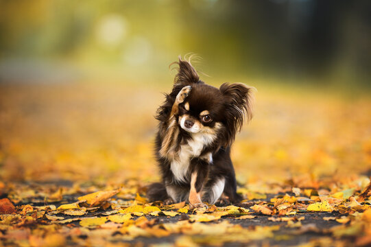 chihuahua dog doing tricks outdoors in autumn