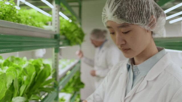 Focus shift from green salad on vertical stand to female Asian agricultural scientist checking plants in laboratory