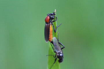 Garden warbler, garden march fly  on a wheat leaf. Larvae of this insects live in soil and damaged plant roots.