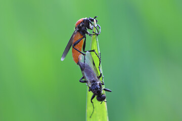 Garden warbler, garden march fly  on a wheat leaf. Larvae of this insects live in soil and damaged plant roots.