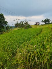 Jatiluwih, 25 June 2023 : Rice fields on terraced of Bali island, Indonesia.