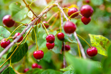 branch red cherries ripen in the garden of a country
