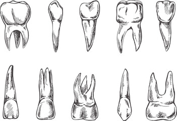 Stomatology hand drawn set. Toothache treatment. Teeth sketch.  Different types of human tooth.  Engraving fangs and molars.