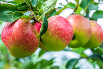 Fresh apples grow on the tree in the orchard