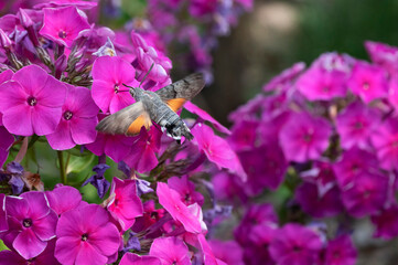 Taubenschwänzchen (macroglossum stellatarum)