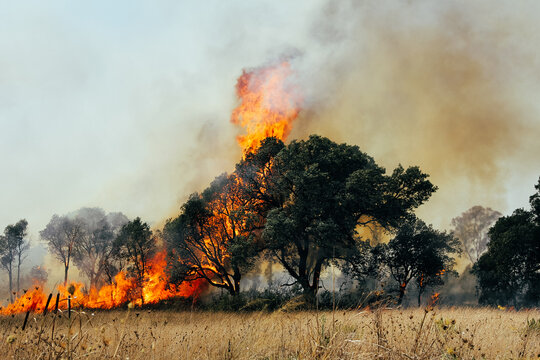 A tree devoured by flames Fires in Italy Brasil Spain Greece Chile California. Sardinia Climate change Emergency natural problem Enviromental  Burning trees fire and smoke Forest Fire Wildfire burning