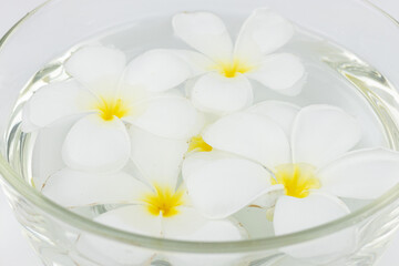 Frangipani flowers floating in water isolated on white background.
