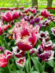 Unique pink tulip at Keukenhof, Netherlands