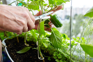 Men's hands harvests cuts the green peppers with scissors. Farmer man gardening in home greenhouse