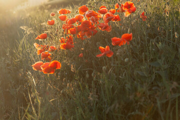 Poppies in a wild field during a summer sunset - 618404546