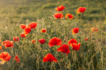 Poppies in a wild field during a summer sunset - 618404766