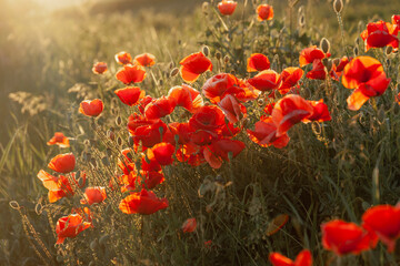 Poppies in a wild field during a summer sunset - 618404771