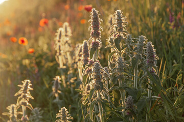 Wild flowers growing on a field during summer sunset - 618404974