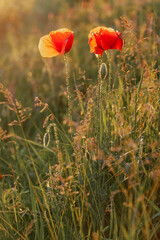Poppies in a wild field during a summer sunset - 618405142