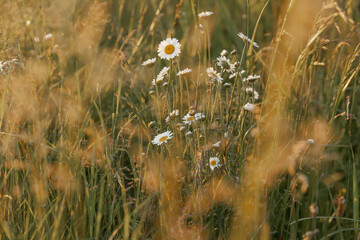 Wild daisies during a summer sunset - 618405309