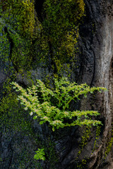 moss on the tree