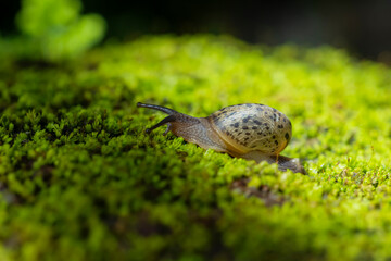 A snail on the green moss