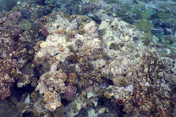 Coral reef in the Red Sea. Underwater life, tropical nature