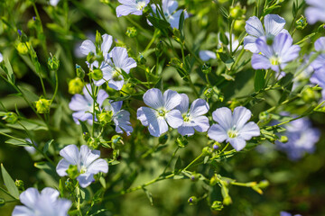 Flax linseed flower and flaxseed plant blossom field. Linum usitatissimum or common flax flower, linseed, flaxseed oil crop. Close up of blue flax seed flower in linseed garden
